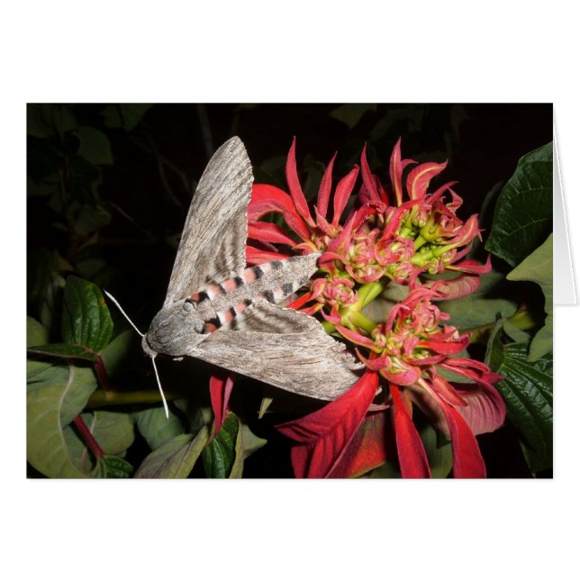Phantastisches Moth Picture in Sambia (Vorderseite (Horizontal))