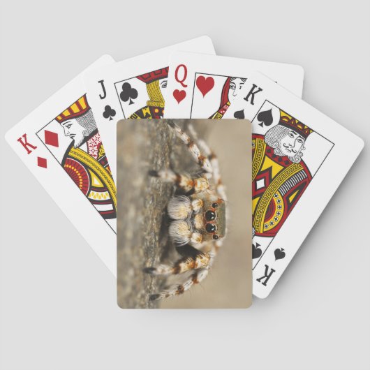 Phantastisches Nah-Up einer Tarantula-Spinne Spielkarten (Rückseite)