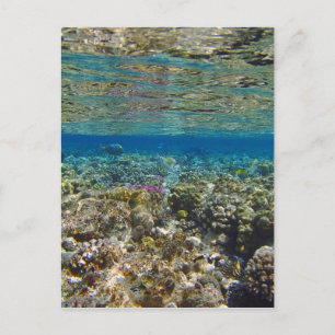 phantastisches Rotes Meer Postkarte
