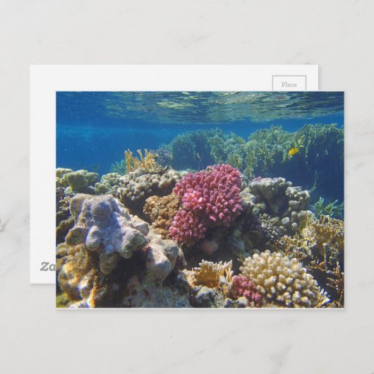 phantastisches Rotes Meer Postkarte (Vorne/Hinten)