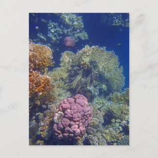 phantastisches Rotes Meer Postkarte