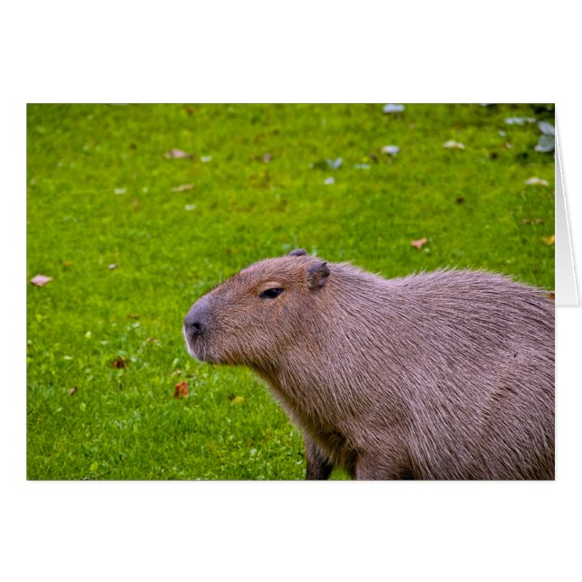 Phantastisches Tier Capybara (Vorderseite (Horizontal))