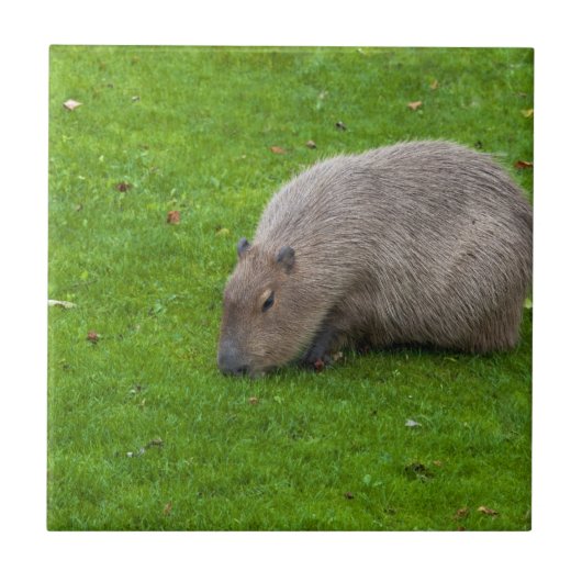 Phantastisches Tier Capybara Fliese (Vorderseite)