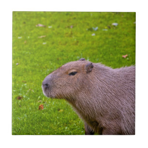 Phantastisches Tier Capybara Fliese