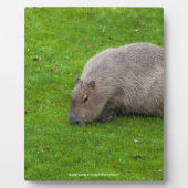 Phantastisches Tier Capybara Fotoplatte (Vorderseite)