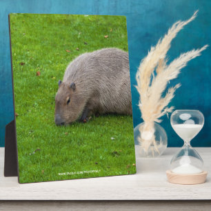 Phantastisches Tier Capybara Fotoplatte