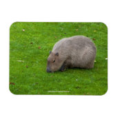 Phantastisches Tier Capybara Magnet (Horizontal)