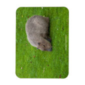 Phantastisches Tier Capybara Magnet (Vertikal)