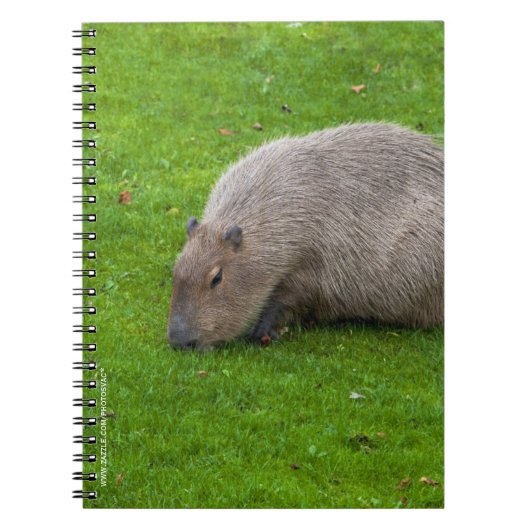 Phantastisches Tier Capybara Notizblock (Vorderseite)