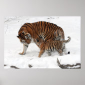 Phantastisches Tiger mit ihrem Cub im Schnee Poster (Vorne)