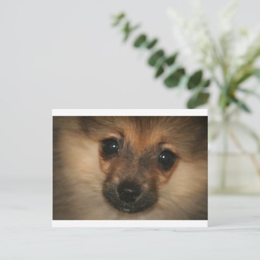 Phantom Dog Postkarte (Stehend Vorderseite)