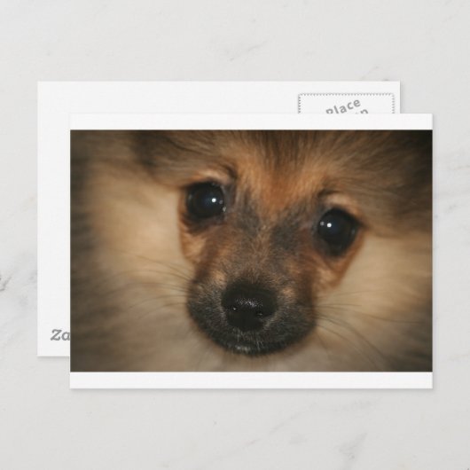 Phantom Dog Postkarte (Vorne/Hinten)