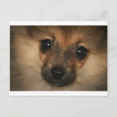 Phantom Dog Postkarte (Vorderseite)