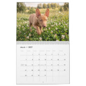Pharaoh Hound 2027 Wandkalender (Mär 2027)