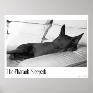 Pharaoh Hound Pharoah Sleepeth Poster