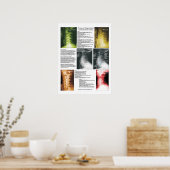 Phasen Zervikale Spinale Degenerationspopster Poster (Küche)