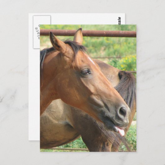 Phbttttttttt!!!! Postkarte (Vorne/Hinten)