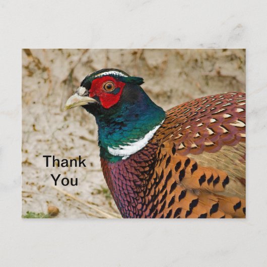 Pheasant 3 Danke, Postcard Postkarte (Vorderseite)