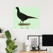 Pheasant Black Hen Poster (Heimbüro)