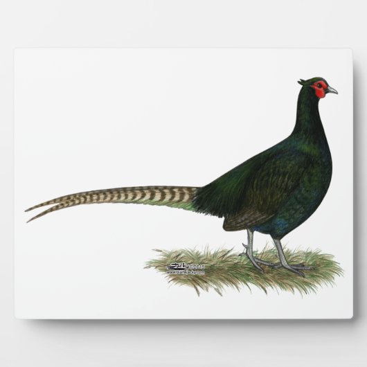 Pheasant Black Rooster Fotoplatte (Vorderseite)