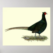 Pheasant Black Rooster Poster (Vorne)