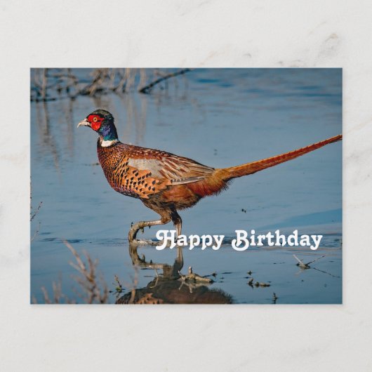 Pheasant Blue Water Foto Geburtstag Postkarte (Vorderseite)