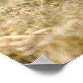 Pheasant Courtship Poster (Ecke)