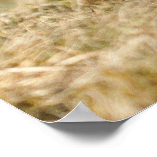 Pheasant Courtship Poster (Ecke)