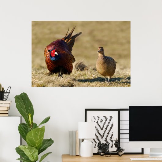Pheasant Courtship Poster (Heimbüro)