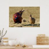 Pheasant Courtship Poster (Küche)