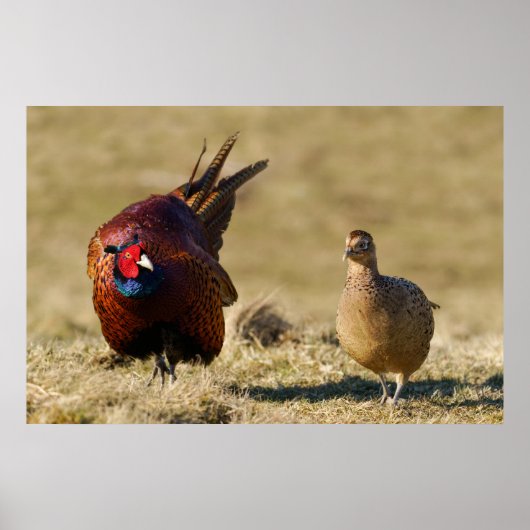 Pheasant Courtship Poster (Vorne)