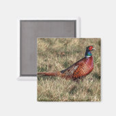 Pheasant-Foto Magnet (Vorderseite/Rückseite)