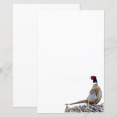 Pheasant-Foto-Papier mit Ringhals (Vorne/Hinten)