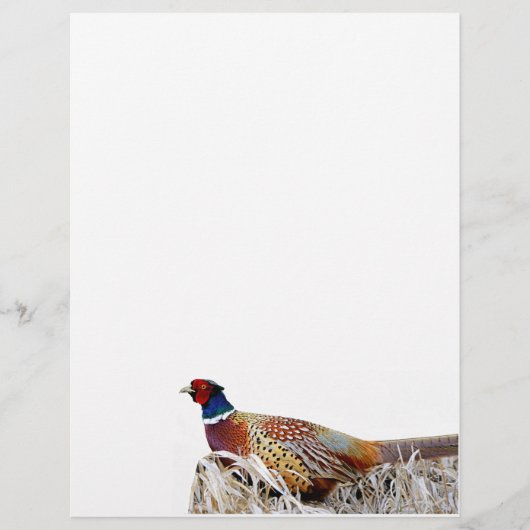 Pheasant-Foto-Papier mit Ringhals Briefbogen (Vorderseite)