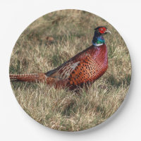 Pheasant-Foto