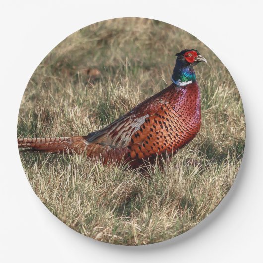 Pheasant-Foto Pappteller (Vorderseite)