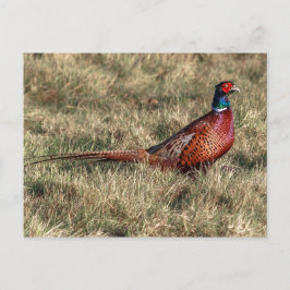 Pheasant-Foto Postkarte