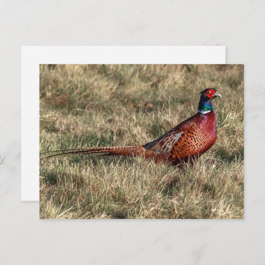 Pheasant-Foto Postkarte (Vorne/Hinten)