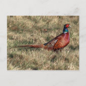 Pheasant-Foto Postkarte (Vorderseite)
