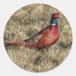 Pheasant-Foto Runder Aufkleber