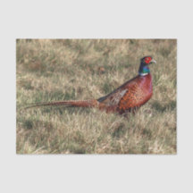 Pheasant-Foto
