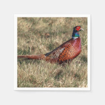 Pheasant-Foto
