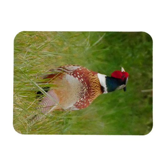 Pheasant Magnet (Horizontal)