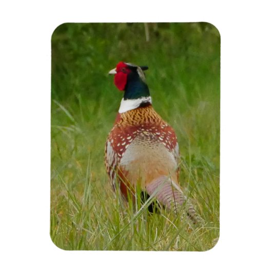Pheasant Magnet (Vertikal)