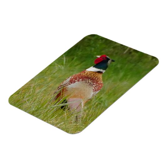 Pheasant Magnet (Linke Seite)