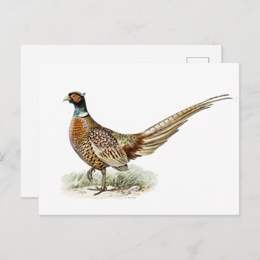 Pheasant mit Ringhalsnähte von den Brüdern von Wri Postkarte (Vorne/Hinten)