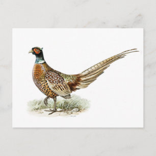 Pheasant mit Ringhalsnähte von den Brüdern von Wri Postkarte