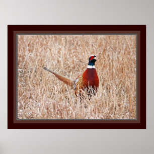 Pheasant-Poster Poster