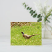 Pheasant Postkarte (Stehend Vorderseite)