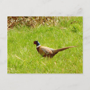 Pheasant Postkarte